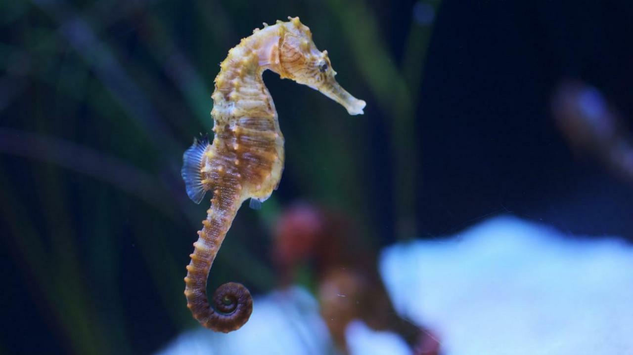 Appartamento L'Hippocampe Sète Esterno foto