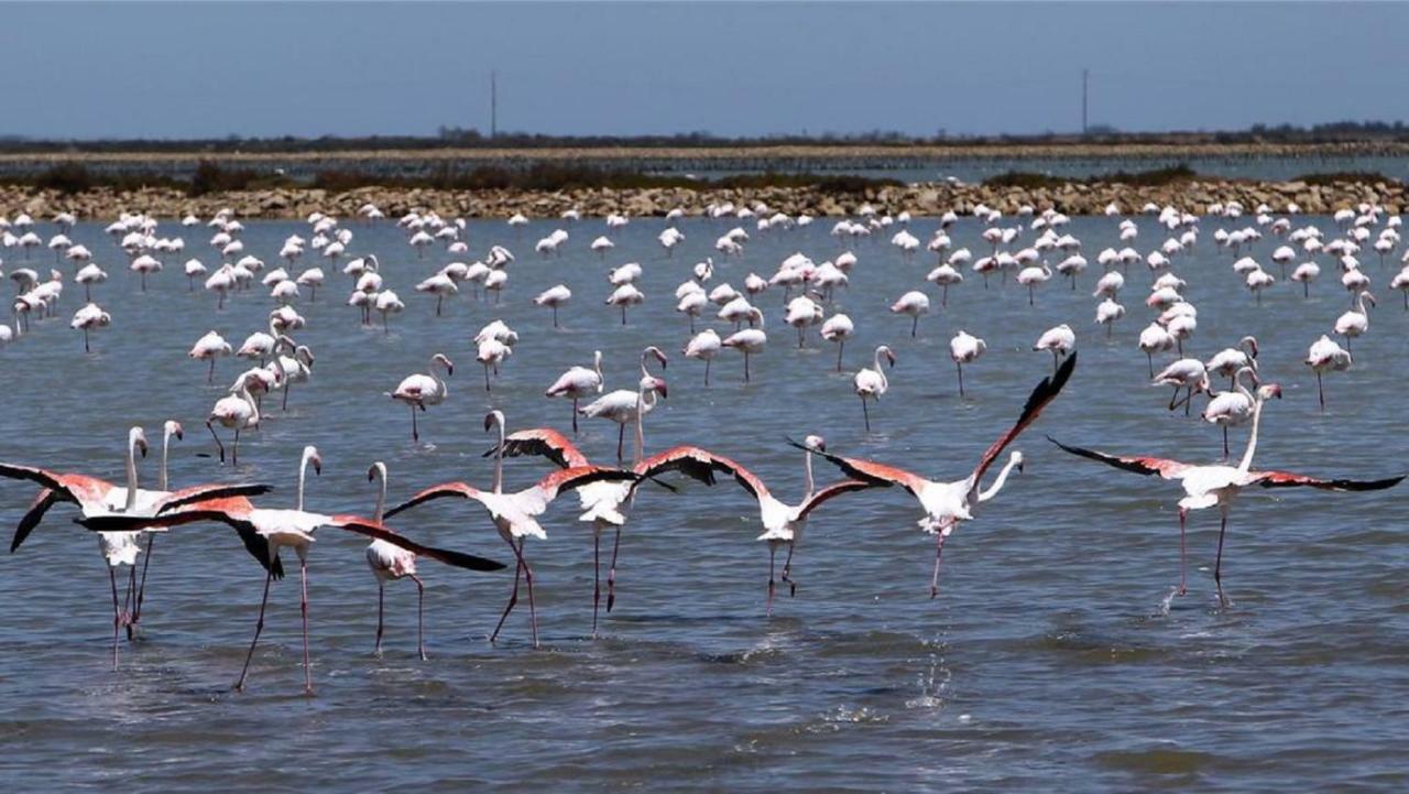 Appartamento L'Hippocampe Sète Esterno foto